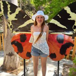 A beautiful butterfly