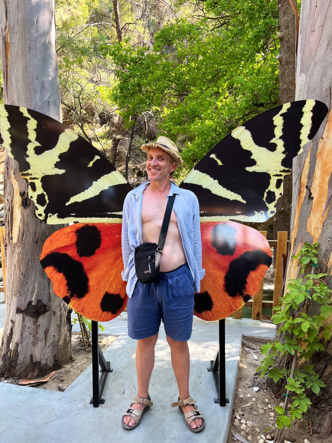 A charming butterfly