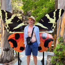 A charming butterfly