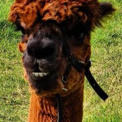 Alpakas sieht man hier immer wieder