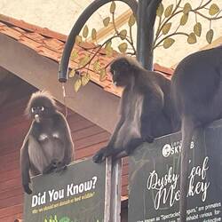 How do they convince them to stay by their sign