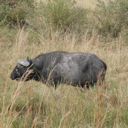 Ja heimer o no gseh, Big Five 4/5