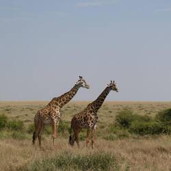Masai Giraffe (Muster wie Blätter)