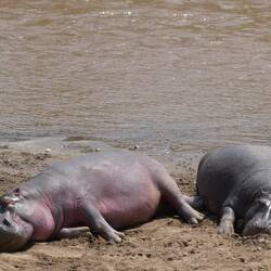 Moto Moto (eue e Engländer ar Huutfarb ah)