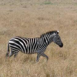 Vo dene hets so viu dasme nidmau brämset