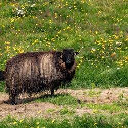 Schaf mit Dauerwelle, hatten wir auch noch nicht 😂