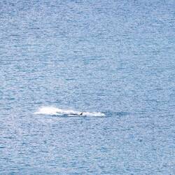 Wale in der Bucht... was für ein Abschiedsgeschenk