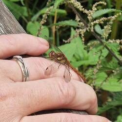 This Common Darter Dragonfly landed on Vicky's hand.