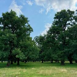 ein alter Eichenwald „aus der Zeit der Sachsen”