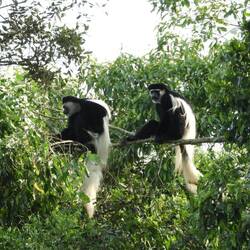 Schwarz-Weiß-Stummelaffen