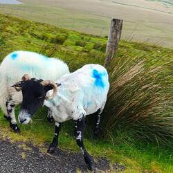 Schafe auf der Straße