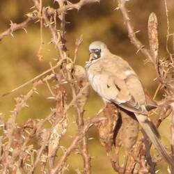 Namaqua Dove
