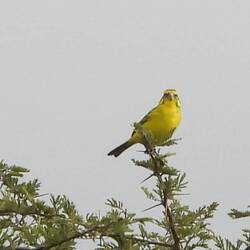 Brimstone Canary