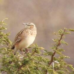 Sabota Lark