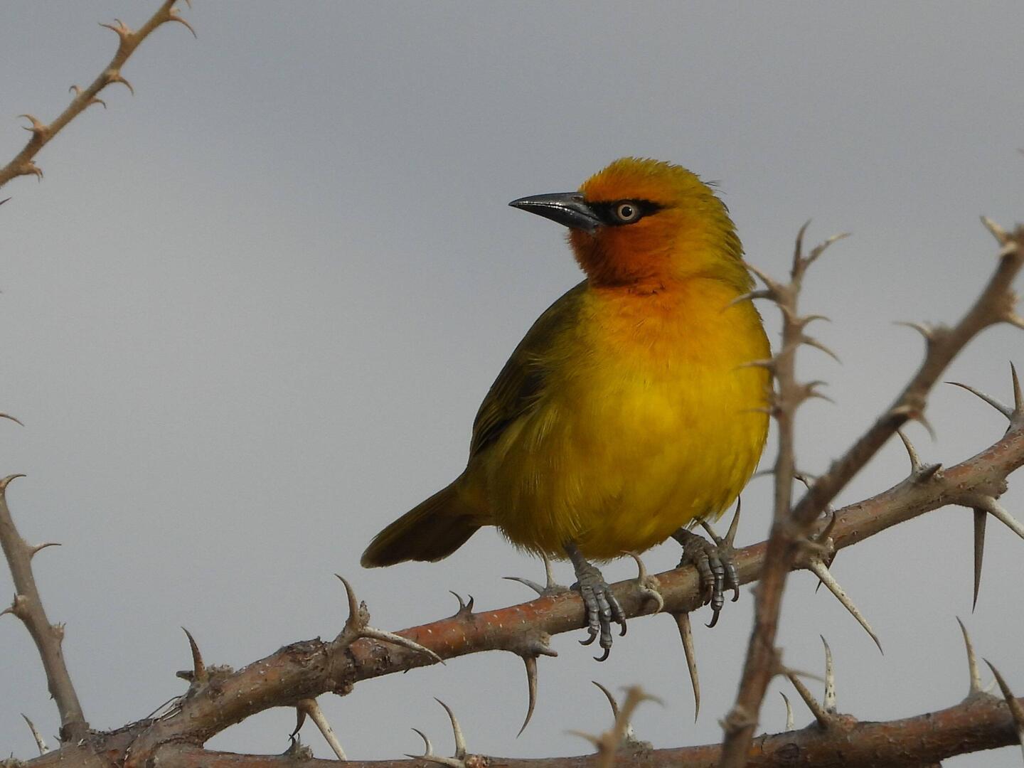 Spectacled Weaver