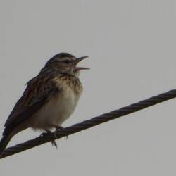 Sabota Lark