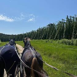 Hopfenfelder sind schon beeindruckend