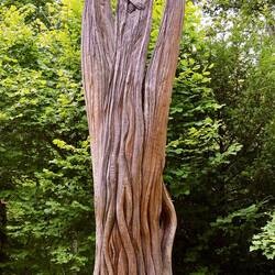 Aus einem alten eingegangenem Sequoiabaum geschnitzt.