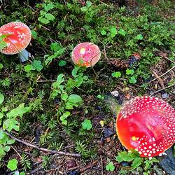 ... und immer wieder tolle Pilze unterwegs!