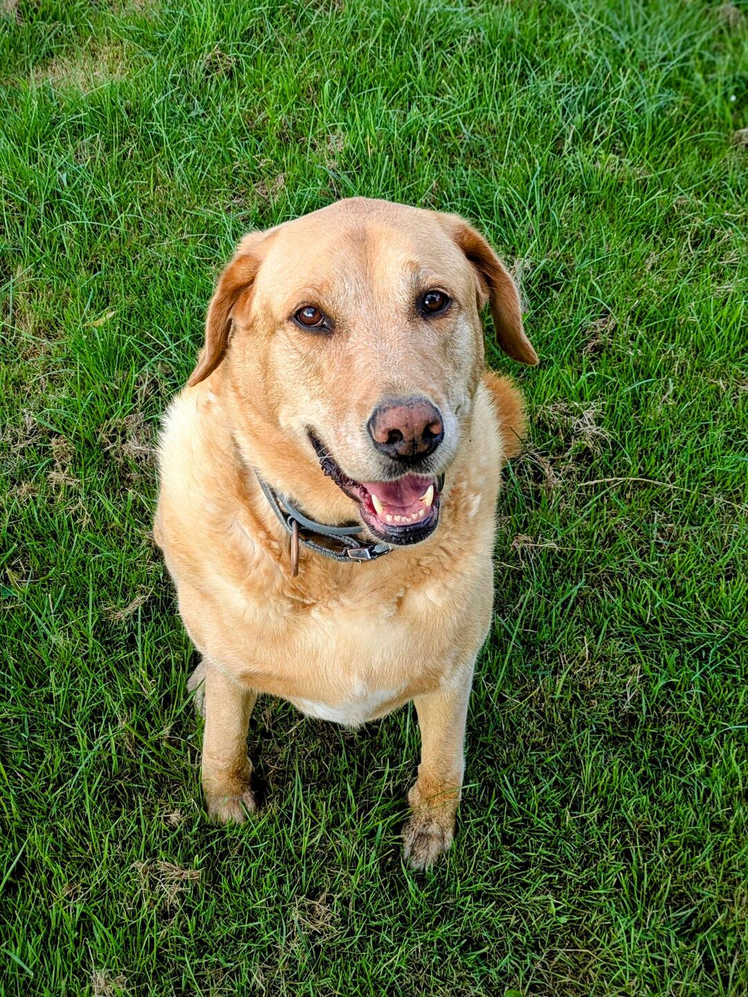 Benson - The Sweetie