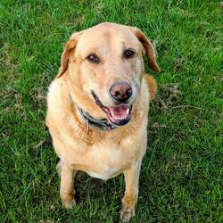 Benson - The Sweetie