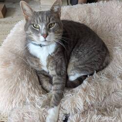 Grayson - The Boss