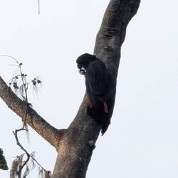 We saw quite a few of these red-tailed black cockatoos