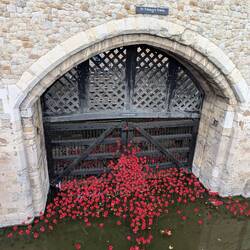 Poppies am Traitors Gate