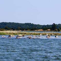 Die Fahrt geht wieder an ganz flachen Schären vorbei.