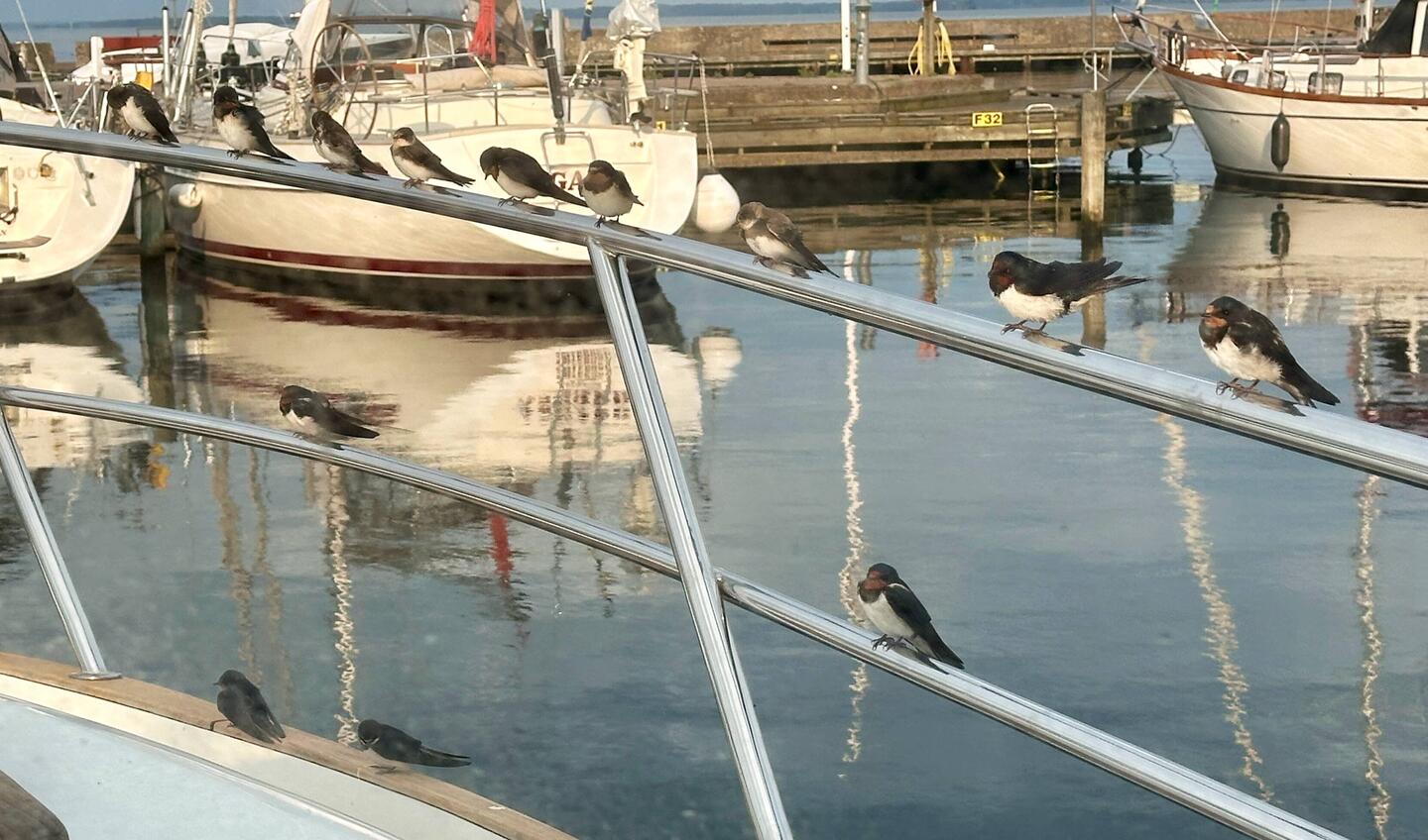 Auch die Schwalben werden uns nach 6 Tagen in Färjestaden vermissen.
