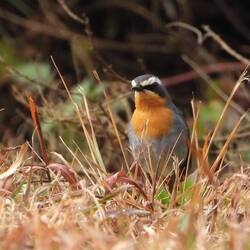 Cape Robin-Chat
