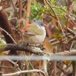 Swee Waxbill