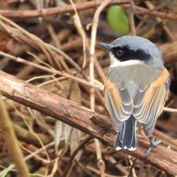 Cape Batis