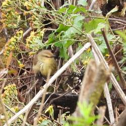 Drakensberg Prinia