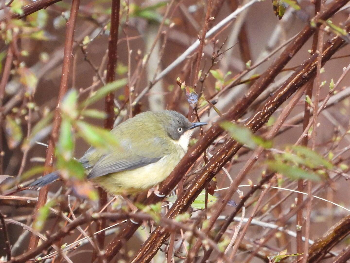 Bar-throated Apalis