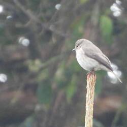 African Dusky Flycatcher