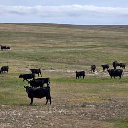 My favorite- free range cows