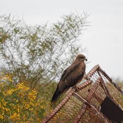 There were heaps of these kites at Pardoo Road house