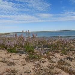 Lots of beautiful wildflowers are starting to bloom