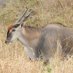 Elan-Antilope
