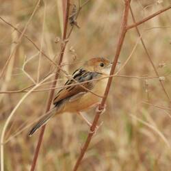Goldkopf-Zistensänger