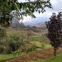 Cultures nombreuses dans la région