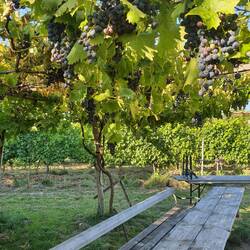 Buschenschank Dreh & Trink