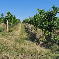 Wiener Wein