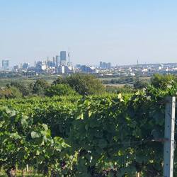 Herrlicher Ausblick auf Wien