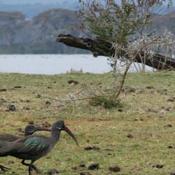 Ibis, mau nid z Hotel