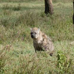 Vom Marc entdeckti Hyäne, läck si die Tier hässlech