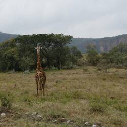 Massai Giraffe