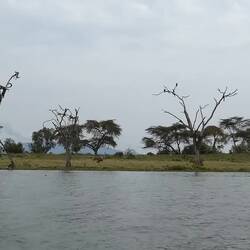 Füetterig mit Tote Fische