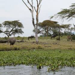 Struus, Gnus und Antilope